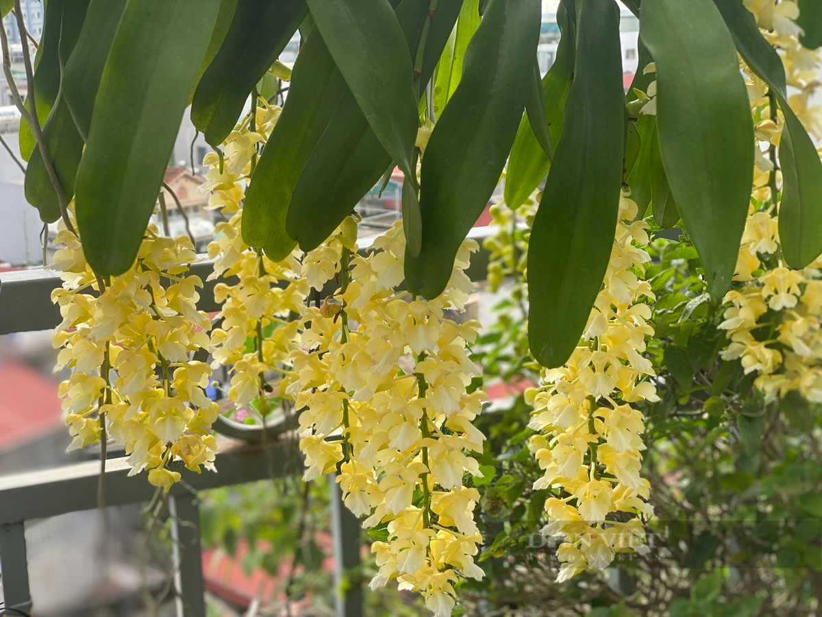 Ông Quý tiết lộ, để chăm sóc hoa lan hiệu quả, nhà vườn cần cung cấp ánh sáng tốt nhất để lan quang hợp và phát triển từ giai đoàn trồng cho đến giai đoạn lan đột biến sắp sửa ra hoa. Hạn chế việc để cây tiếp xúc thời gian dài với ánh nắng trực tiếp từ mặt trời. Tuy nhiên cần sử dụng lưới che cho hoa để hạn chế sự mất nước.