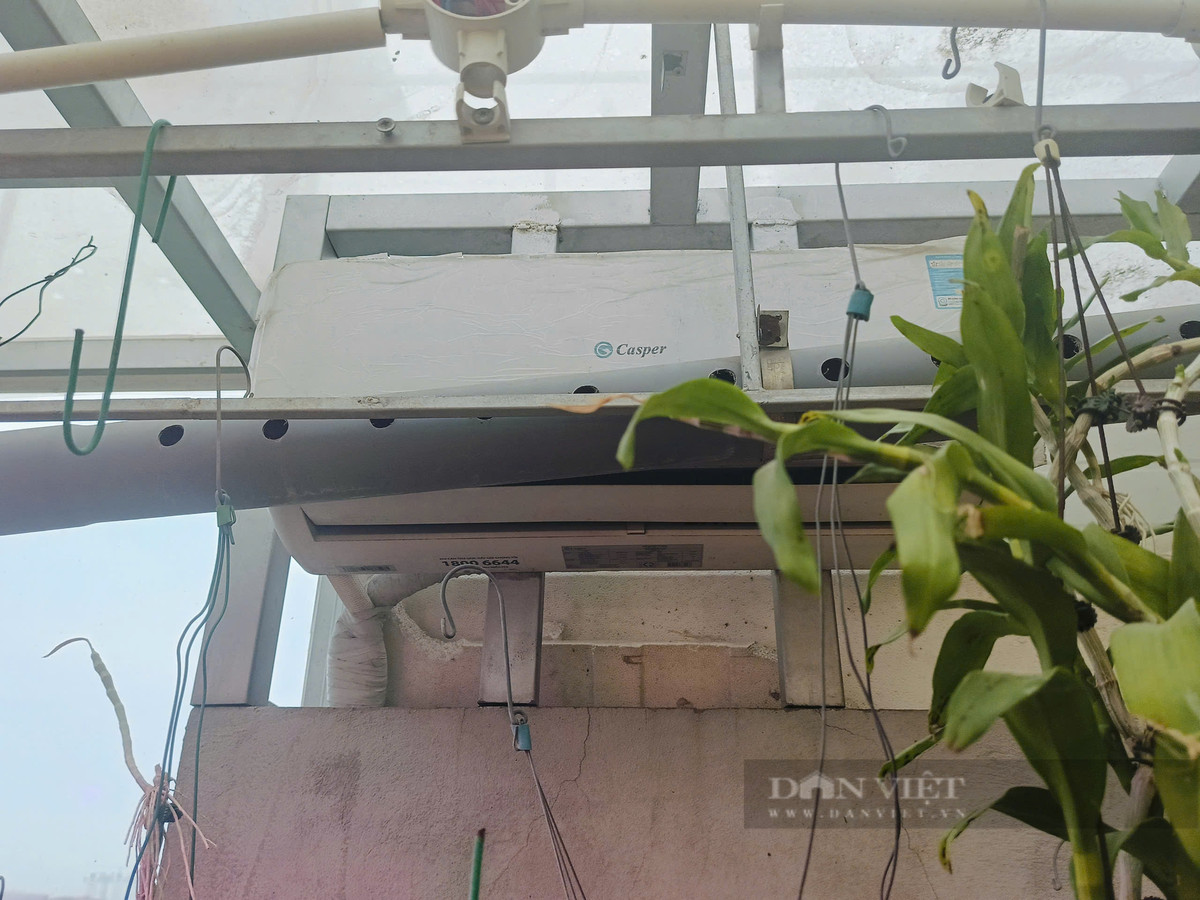 Chủ nhà vườn còn lắp cả điều hòa nhiệt độ để chăm sóc hoa lan. Theo ông Quý, nhiệt độ lý tưởng nhất để hoa lan phát triến là khoảng từ 16-24 độ C. Khi thời tiết diễn biến thất thường, ông sẽ bật điều hòa giúp lan sinh trưởng và cho hoa đều hơn.