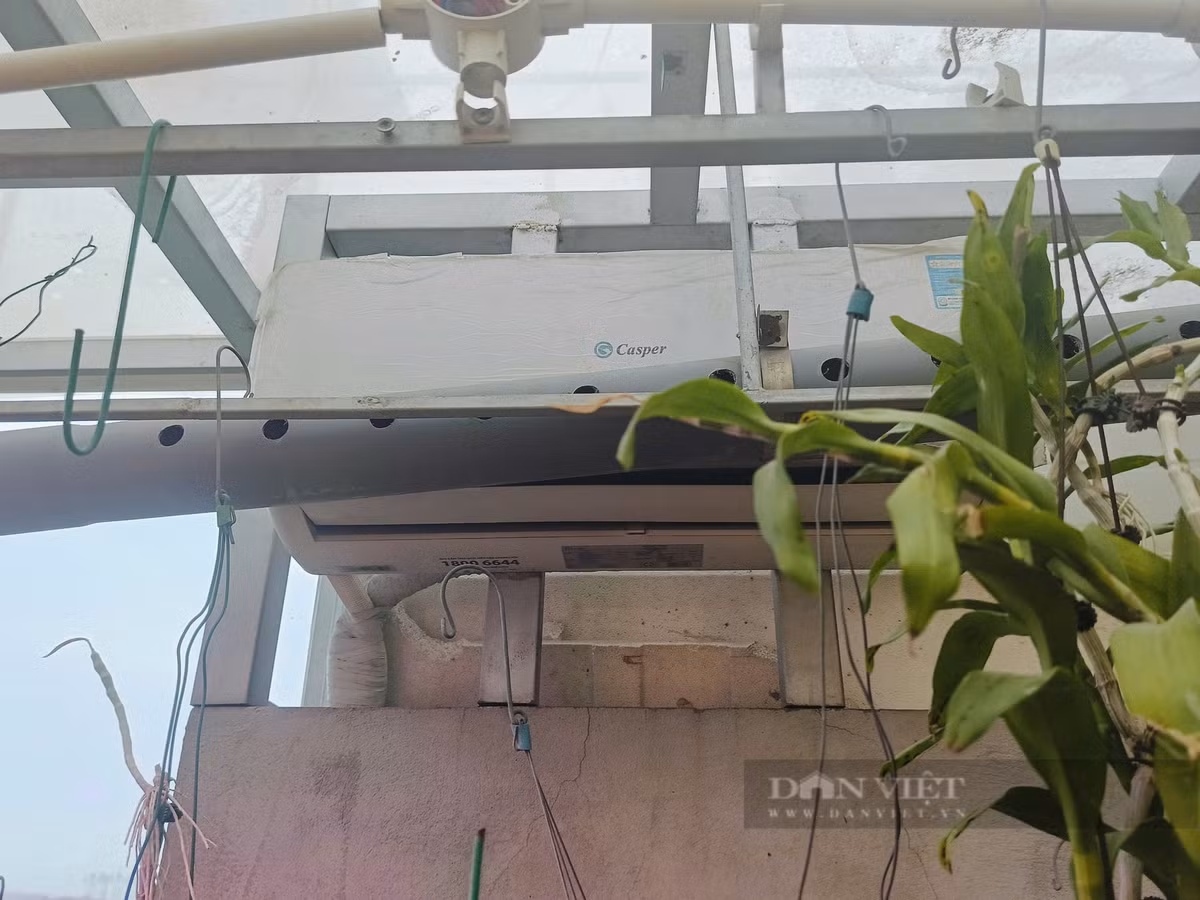 Chủ nhà vườn còn lắp cả điều hòa nhiệt độ để chăm sóc hoa lan. Theo ông Quý, nhiệt độ lý tưởng nhất để hoa lan phát triến là khoảng từ 16-24 độ C. Khi thời tiết diễn biến thất thường, ông sẽ bật điều hòa giúp lan sinh trưởng và cho hoa đều hơn.