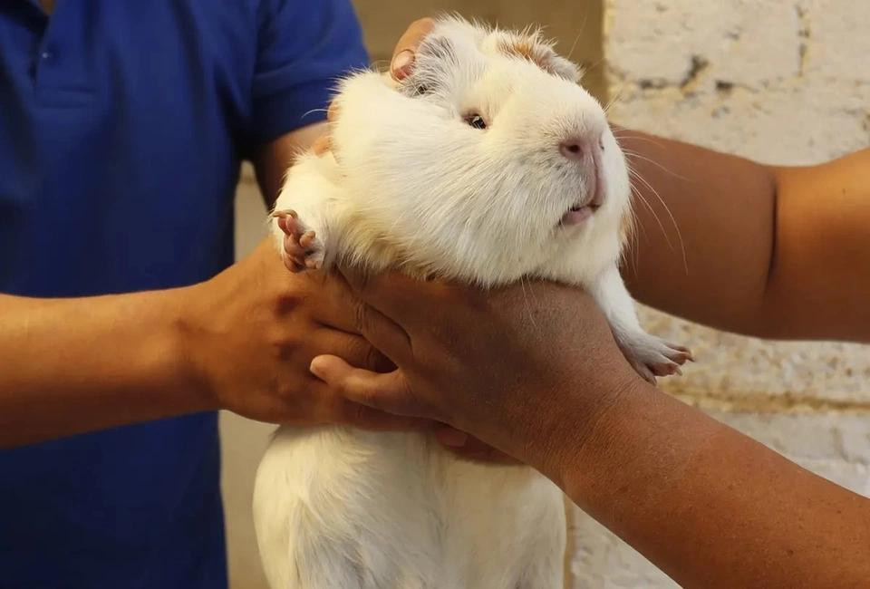 oài này cần ít không gian, ăn tạp và dễ nuôi. Tuy nhiên, loại thượng hạng được cho ăn chế độ đặc biệt để đảm bảo thịt mềm nhất có thể. Chúng được đánh giá là có vị như lai giữa thịt thỏ và thịt gà. Ảnh: Remezecla.