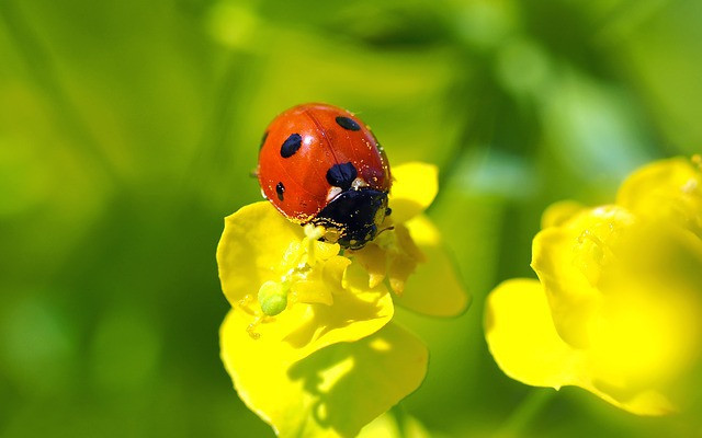 Ai sinh tháng Âm này, cuộc đời thăng trầm, vinh hoa phú quý không tự đến - Hình 2 Ai sinh thang Am nay, cuoc doi thang tram, vinh hoa phu quy khong tu den-Hinh-2