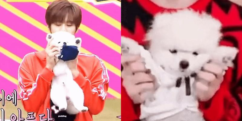 Nam idol dinh dam phai len tieng xin loi vi nguoc dai dong vat