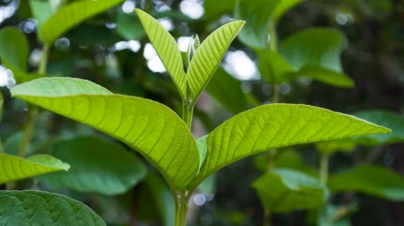 Loai la thuong de kho dot nhu rac nhung nhieu cong dung bat ngo