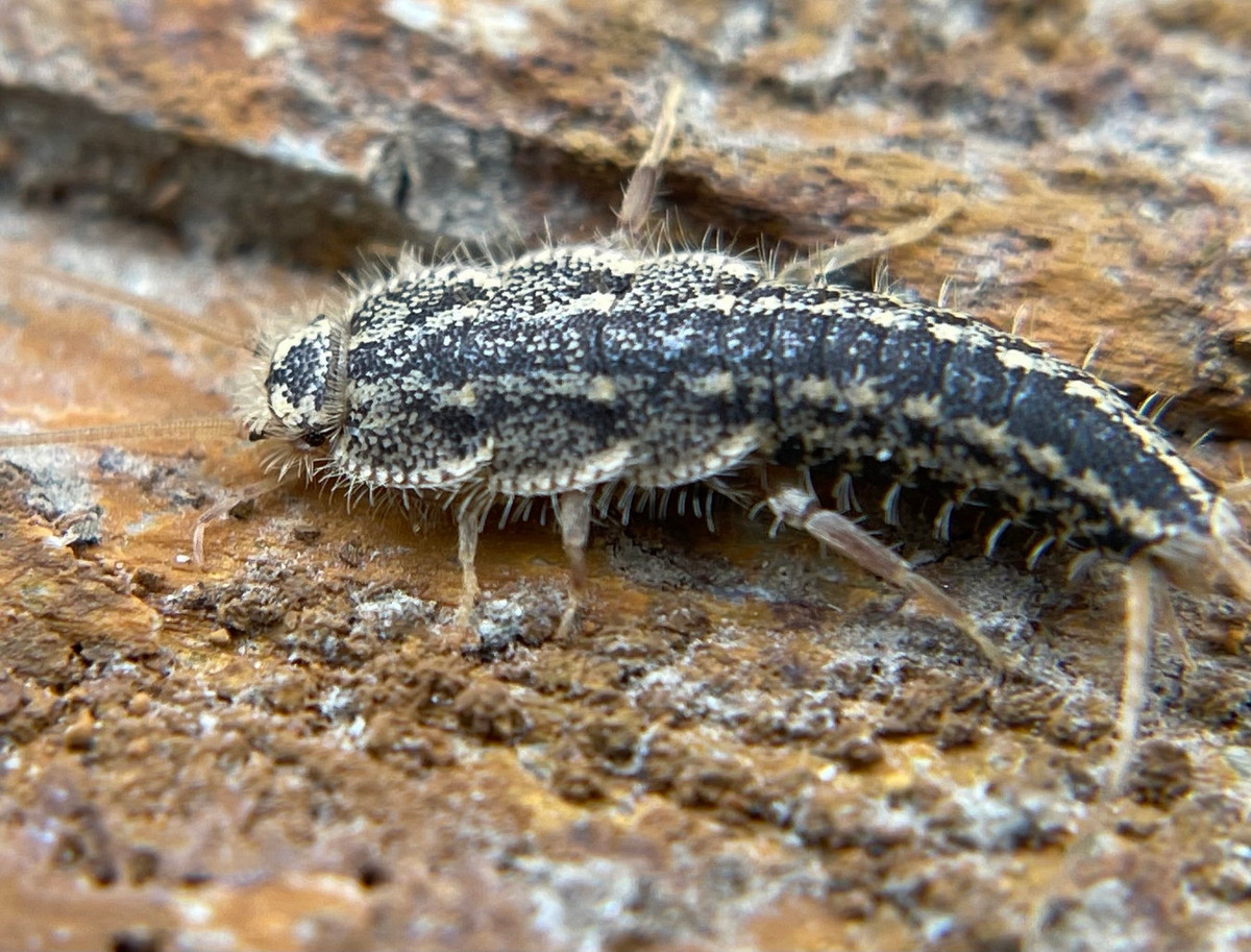 Hiện nay có khoảng 500 loài nhậy đã được xác định trên thế giới. Đa phần các loài này hoạt động về đêm, sống theo nhóm nhỏ. Ảnh: iNaturalist.