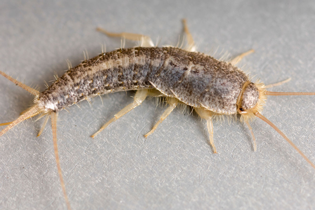 Phần cuối bụng của chúng có hai sợi râu đuôi (vĩ tu) và một sợi tơ đuôi giữa (trung vĩ tu). Đây cũng chính là đặc điểm để nhận dạng các loài nhậy. Ảnh: Inside Housing.