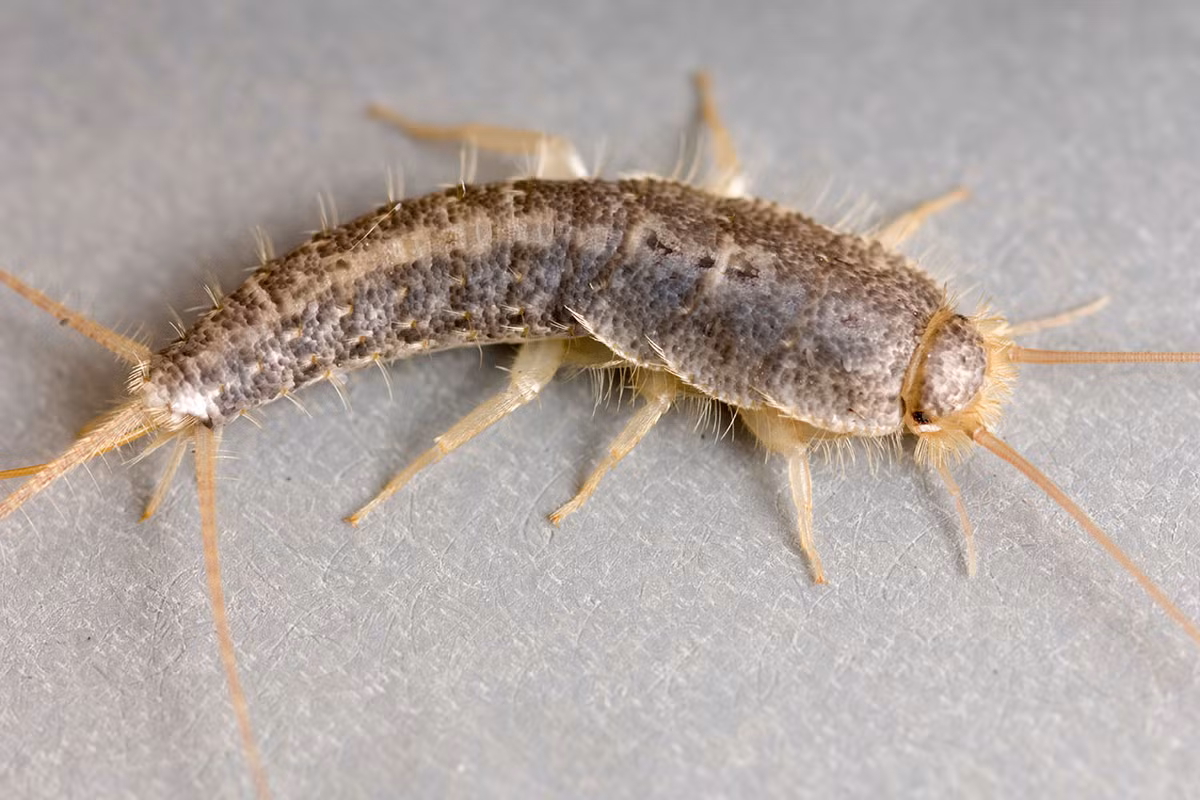 Phần cuối bụng của chúng có hai sợi râu đuôi (vĩ tu) và một sợi tơ đuôi giữa (trung vĩ tu). Đây cũng chính là đặc điểm để nhận dạng các loài nhậy. Ảnh: Inside Housing.