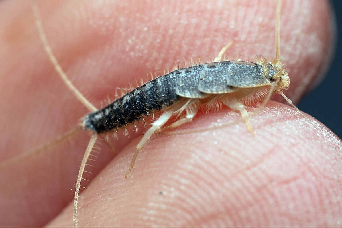 Trong thế giới côn trùng, bộ Ba đuôi (Thysanura) quy tụ các loài côn trùng độc đáo, thường được biết đến với tên gọi là nhậy. Ảnh: House Digest.