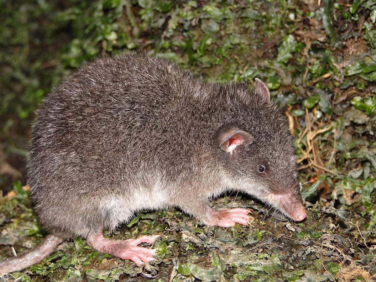Chuột chù túi (Caenolestes obscurus) dài 9-14 cm, sống ở các vùng cao của Colombia, Ecuador và Venezuela. Loài thú có túi này sử dụng răng cửa lớn ở hàm dưới để giết con mồi là động vật nhỏ. Ảnh: Wikiwand.
