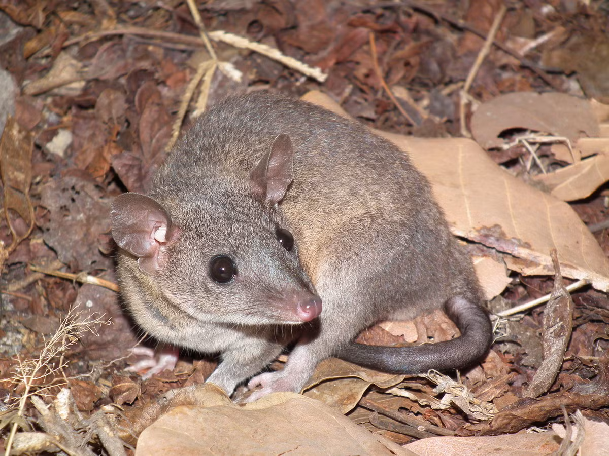 Chuột túi cây xám đuôi ngắn (Monodelphis domestica) dài 10-15 cm, được ghi nhận ở Argentina, Brazil, Bolivia và Paraguay. Loài này cư trú trong rừng, cây bụi và đồng cỏ, đôi khi xuất hiện ở các khu dân cư. Ảnh: iNaturalist.