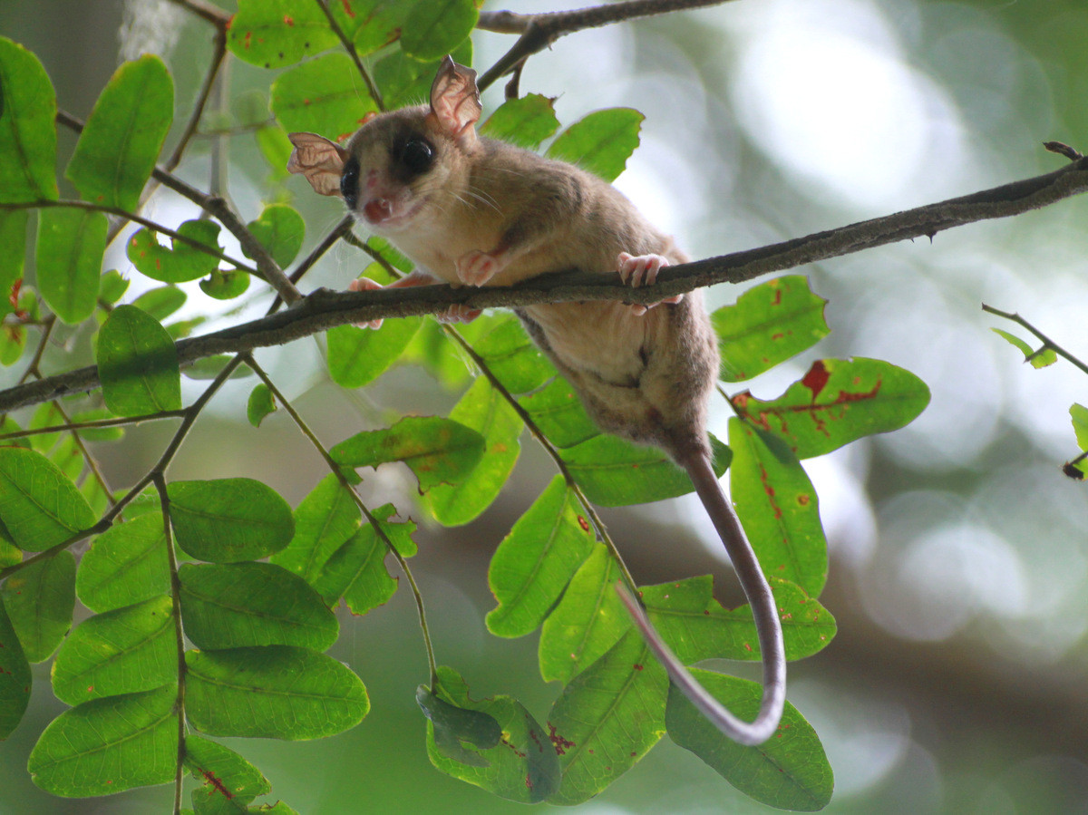 Chuột túi đuôi nắm thường (Marmosa murina) dài 11-15 cm, phân bố rộng ở các khu rừng, đồng hoang và đồn điền ở Nam Mỹ. Loài thú trèo cây hoạt động về đêm này nhanh nhẹn, có đuôi nắm dài. Ảnh: Portal de Zoologia de Pernambuco.