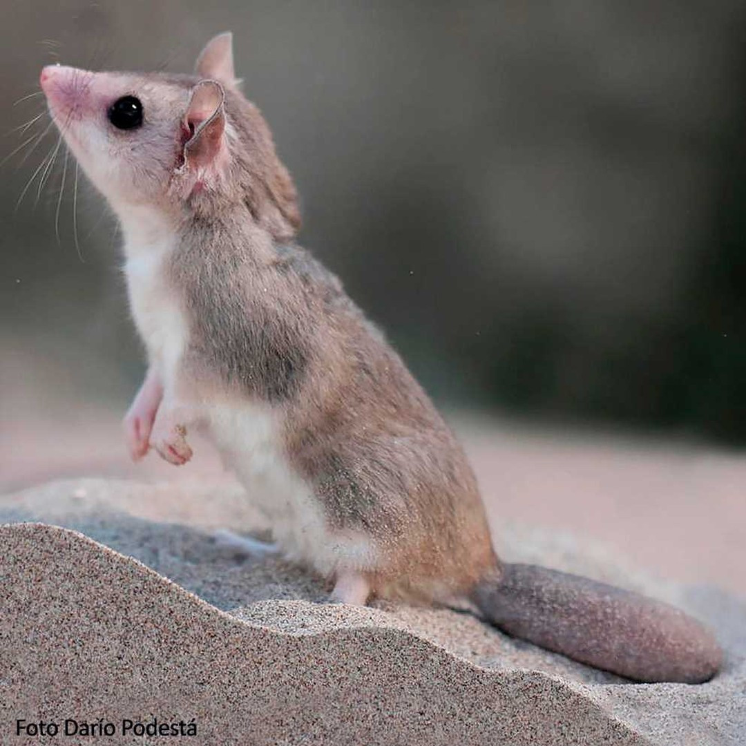 Chuột túi đuôi nắm Patagonia (Lestodelphys halli) dài 13-15 cm, sống ở khu vưc cây bụi, xavan và đồng cỏ phía Nam Argentina. Chúng là loài có vùng phân bố gần cực Nam nhất trong các loài thú có túi ở châu Mỹ. Ảnh: Aníbal Fernando Parera.