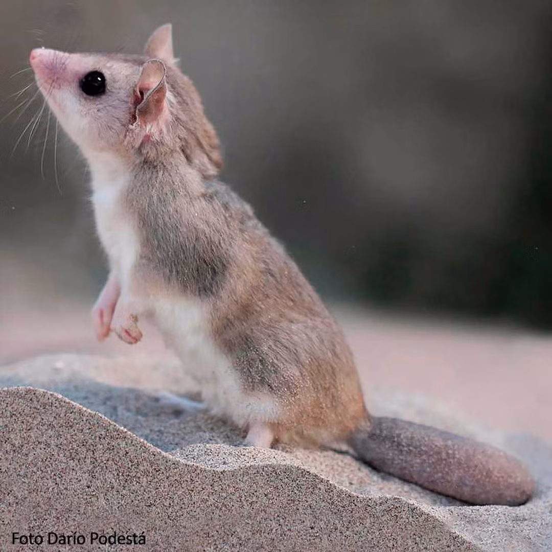 Chuột túi đuôi nắm Patagonia (Lestodelphys halli) dài 13-15 cm, sống ở khu vưc cây bụi, xavan và đồng cỏ phía Nam Argentina. Chúng là loài có vùng phân bố gần cực Nam nhất trong các loài thú có túi ở châu Mỹ. Ảnh: Aníbal Fernando Parera.