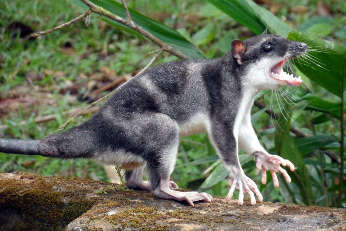 Thú túi nước chân màng (Chironectes minimus) dài 26-40 cm, phân bố ở Trung Mỹ và Nam Mỹ. Cả hai giới của loài thú có túi thủy sinh duy nhất ở châu Mỹ này đều có túi đóng lại được khi ở dưới nước. Ảnh: Lifecatalog.ru.