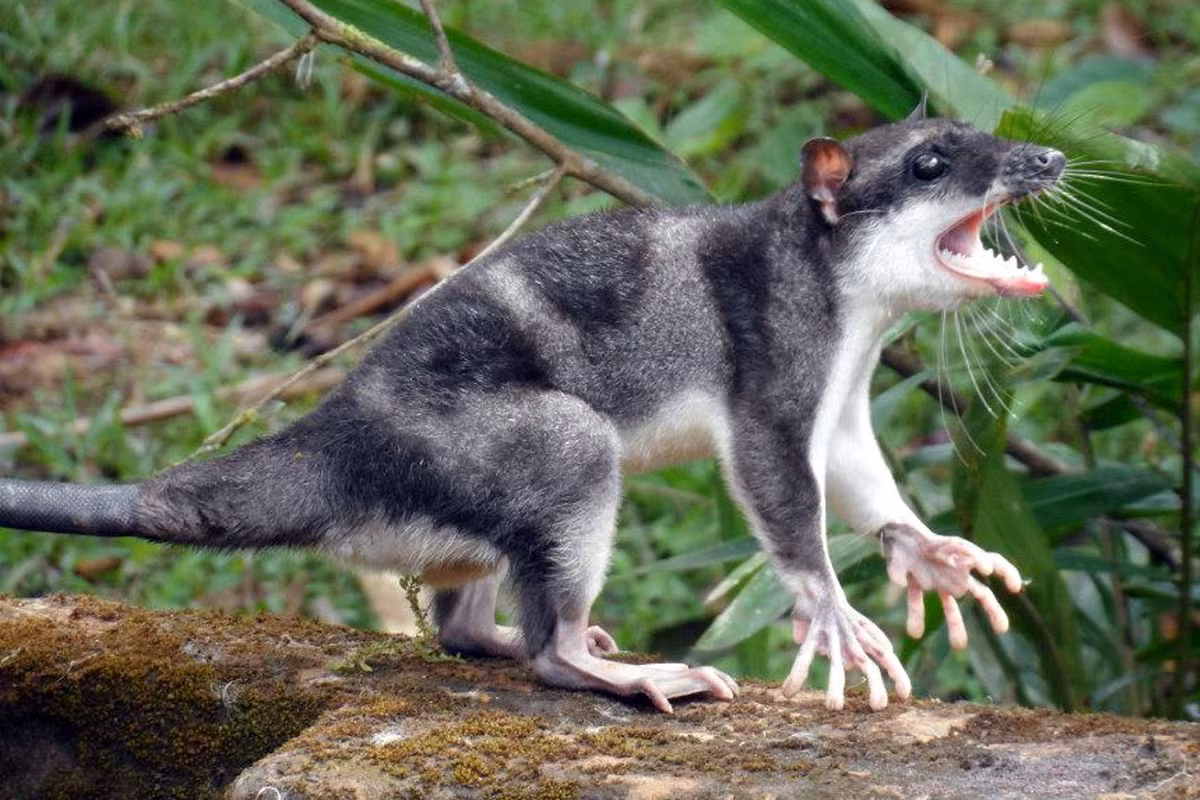 Thú túi nước chân màng (Chironectes minimus) dài 26-40 cm, phân bố ở Trung Mỹ và Nam Mỹ. Cả hai giới của loài thú có túi thủy sinh duy nhất ở châu Mỹ này đều có túi đóng lại được khi ở dưới nước. Ảnh: Lifecatalog.ru.