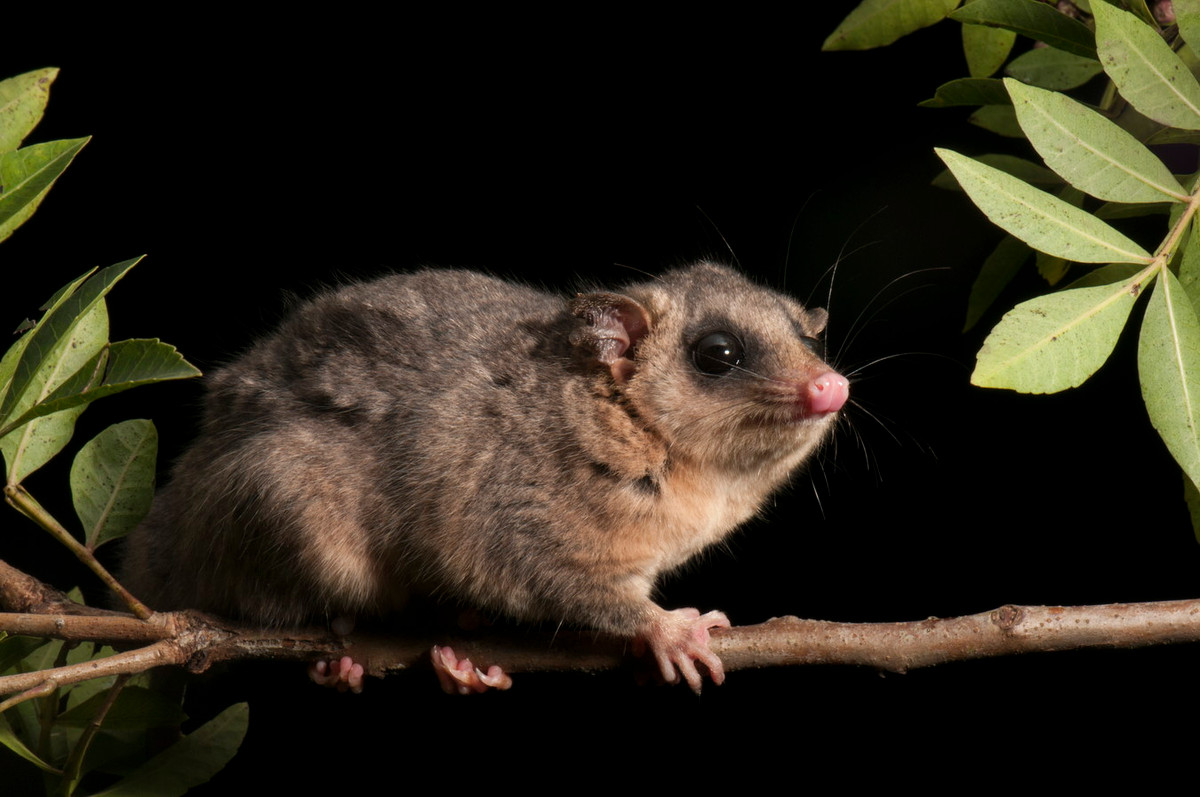 Chuột túi cây lông dày (Chi Micoureus) dài 12-22 cmm là động vật bản địa Trung Mỹ. Loài này không có túi, sở hữu bộ lông len dày, là động vật ăn tạp sống trên cây, hoạt động về đêm. Ảnh: Wikipedia.