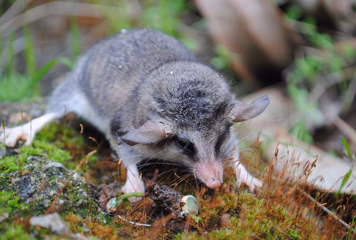 Chuột túi cây đuôi mập Chile (Thylamys elegans) dài 11-14 cm, sinh sống ở Chile. Loài này tích chất béo ở đuôi làm nguồn dinh dưỡng dự trữ khi sắp đến mùa đông. Ảnh: Wikipedia.