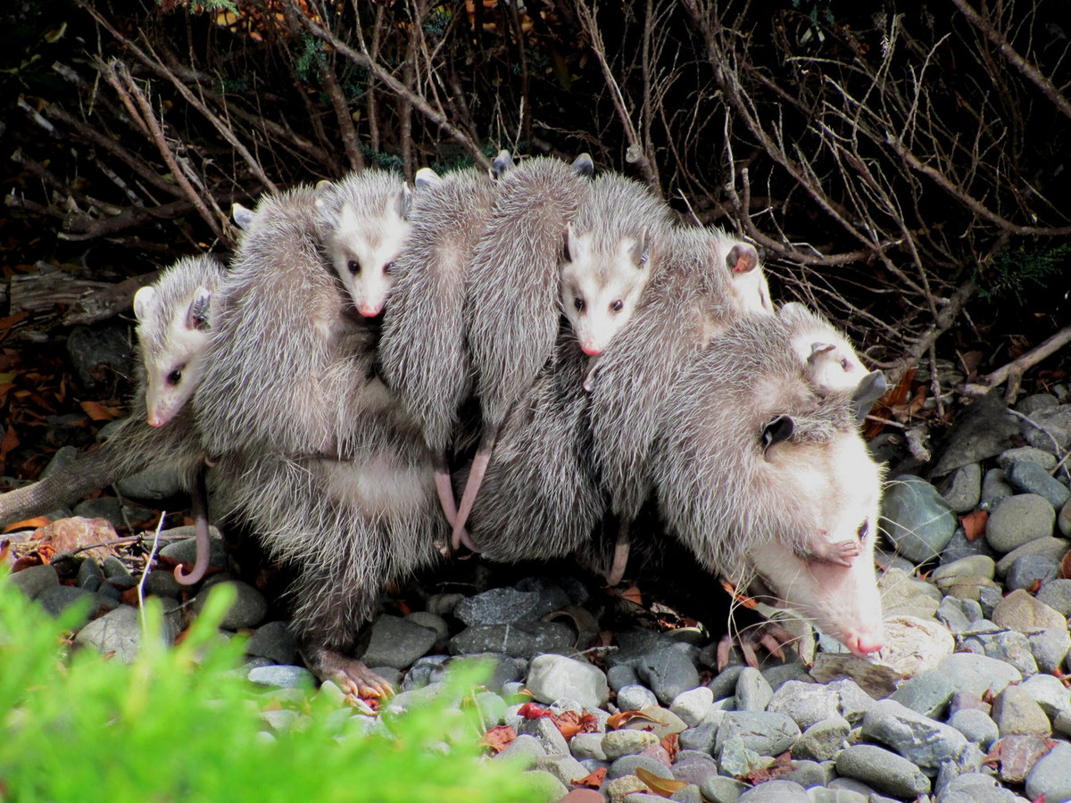 Opossum (Didelphis virginiana) dài 30-50 cm, sống trong các đồng cỏ, rừng nhiệt đới và ôn đới ở miền Nam nước Mỹ và khu vực Trung Mỹ. Loài thú có túi lớn nhất châu Mỹ này nổi tiếng với kỷ năng giả chết tài tình. Ảnh: Wikipedia.