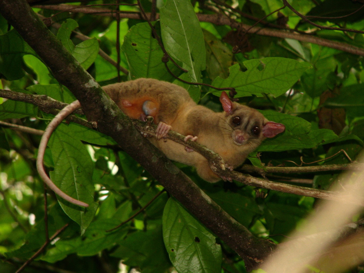 Thú túi cây lông dày đuôi trọc (Caluromys philander) dài 16-28 cm, sống trên các tán từng ẩm phía Đông và trung của Nam Mỹ. Cái đuôi nắm dài giúp loài này di chuyển dễ dàng trên các cành cây. Ảnh: iNaturalist.