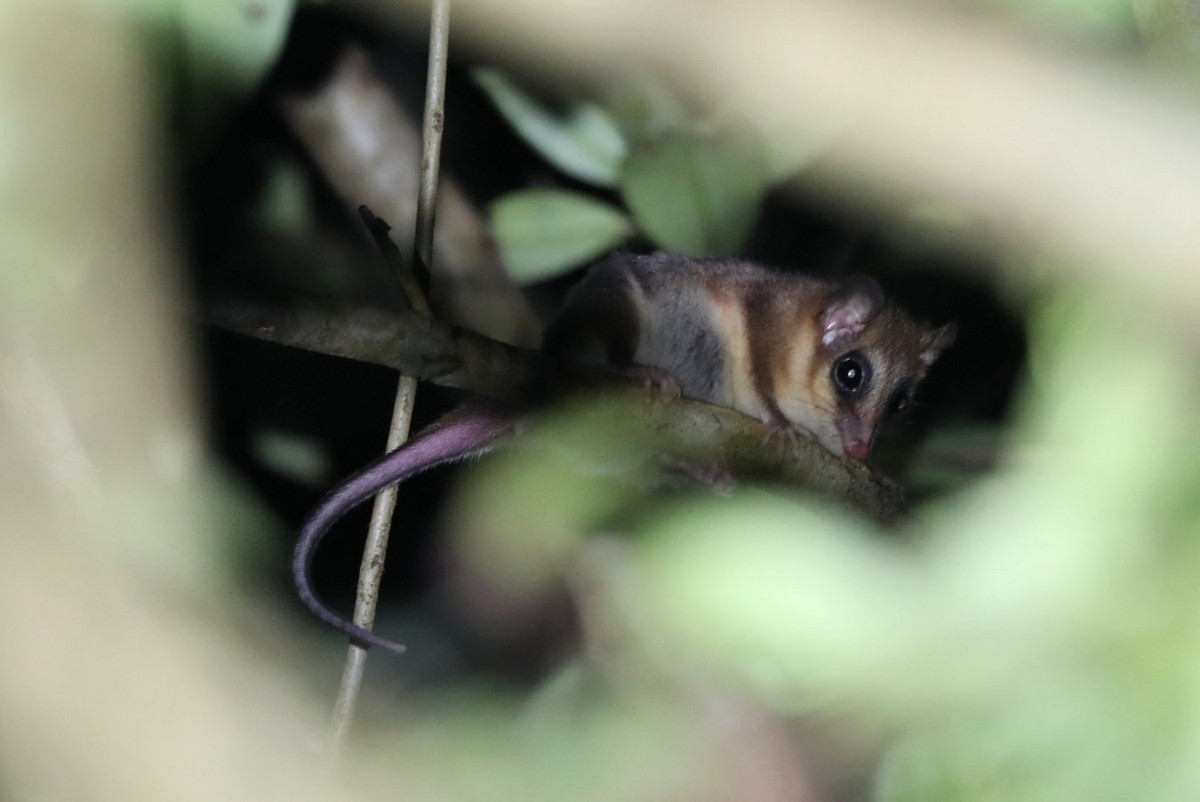 Chuột khỉ túi (Dromiciops gliroides) dài 8-13 cm, cư trú trong rừng tre lạnh và rừng mưa ôn đới ở Chile và Argentina. Còn được gọi là chuột túi tổ tre, loài vật này có bộ lông dày để hạn chế mất nhiệt. Ảnh: ZooChat.