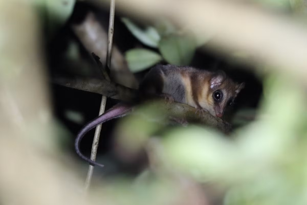 Chuột khỉ túi (Dromiciops gliroides) dài 8-13 cm, cư trú trong rừng tre lạnh và rừng mưa ôn đới ở Chile và Argentina. Còn được gọi là chuột túi tổ tre, loài vật này có bộ lông dày để hạn chế mất nhiệt. Ảnh: ZooChat.