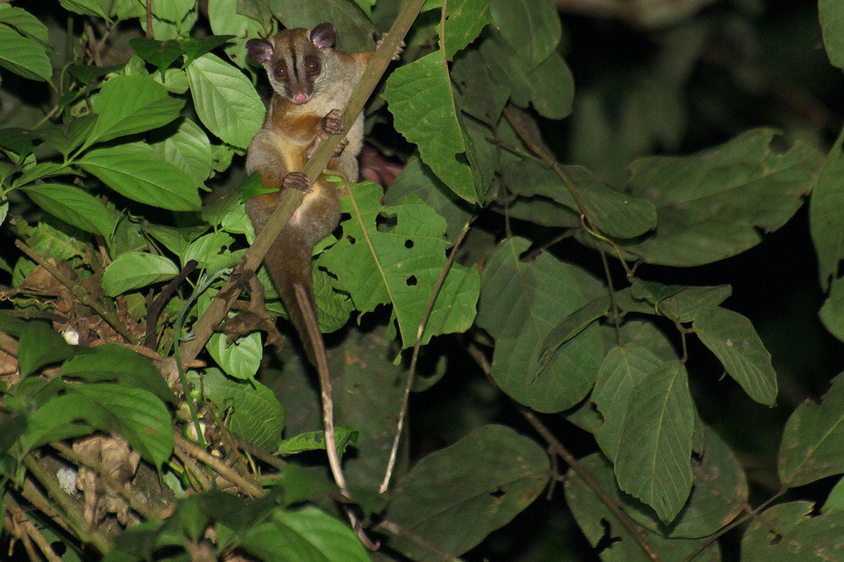 Thú túi cây lông dày tai nâu (Caluromys lanatus) dài 18-29 cm, cư trú ở các khu rừng ẩm phía Tây và trung của Nam Mỹ. Loài này sống đơn độc, ăn tạp, hoạt động về đêm ở trên cây. Ảnh: Bioweb.