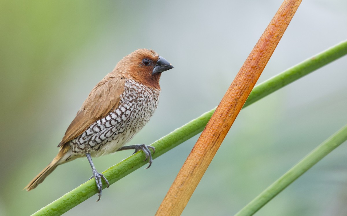 Di đá (Lonchura punctulata) dài 12-13 cm, là loài định cư, phổ biến trong cả nước. Ảnh: eBird.