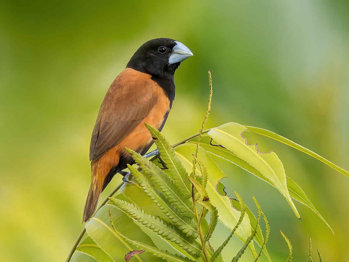 Di đầu đen (Lonchura atricapilla) dài 11-12 cm, là loài định cư không phổ biến tại Đông Bắc, tương đối phổ biến tại Trung, Nam Trung Bộ và Nam Bộ. Ảnh: eBird.