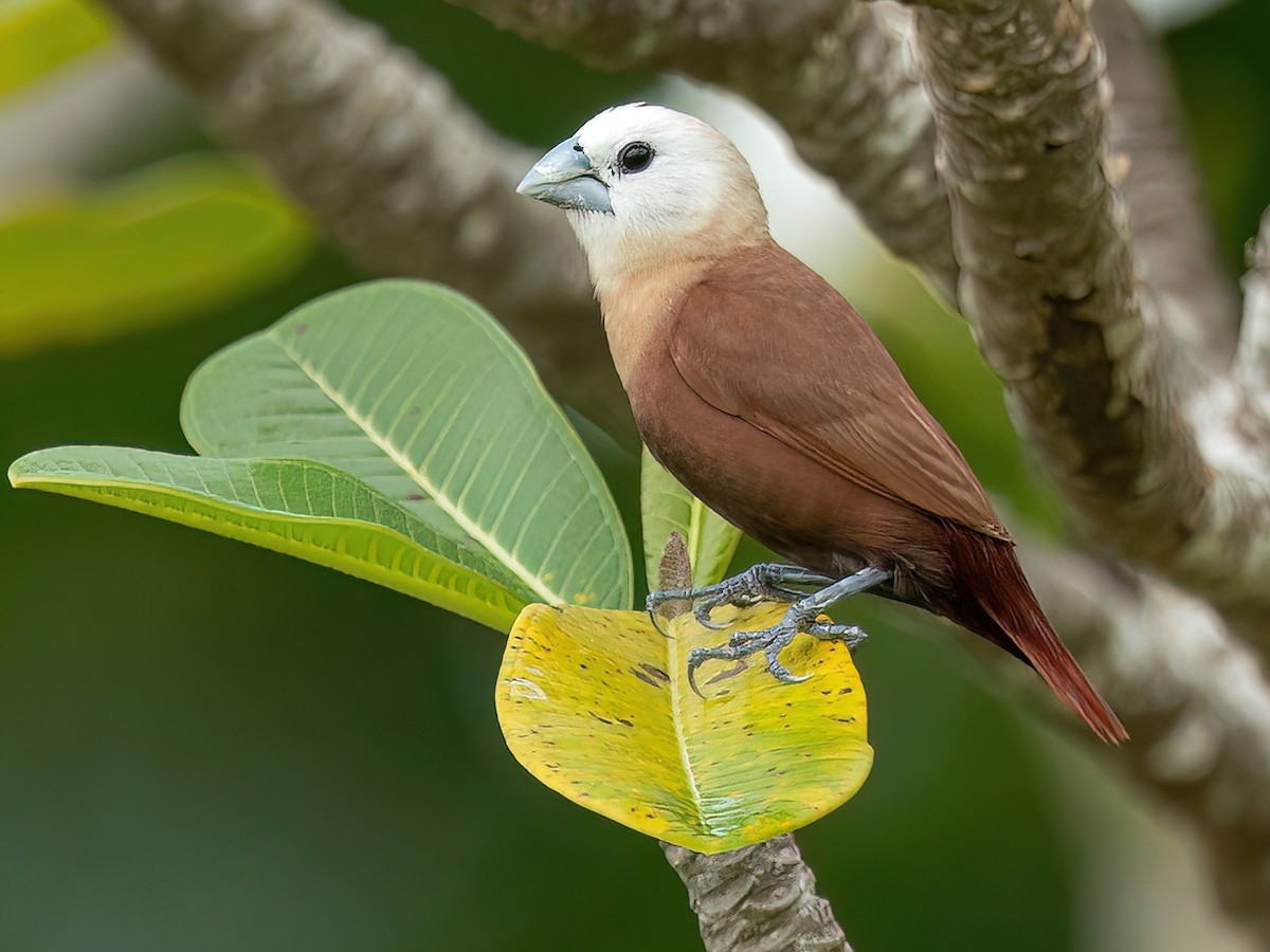 Di đầu trắng (Lonchura maja) dài 11-12 cm, là loài định cư không phổ biến đến hiếm tại Nam Trung Bộ và Nam Bộ. Ảnh: eBird.