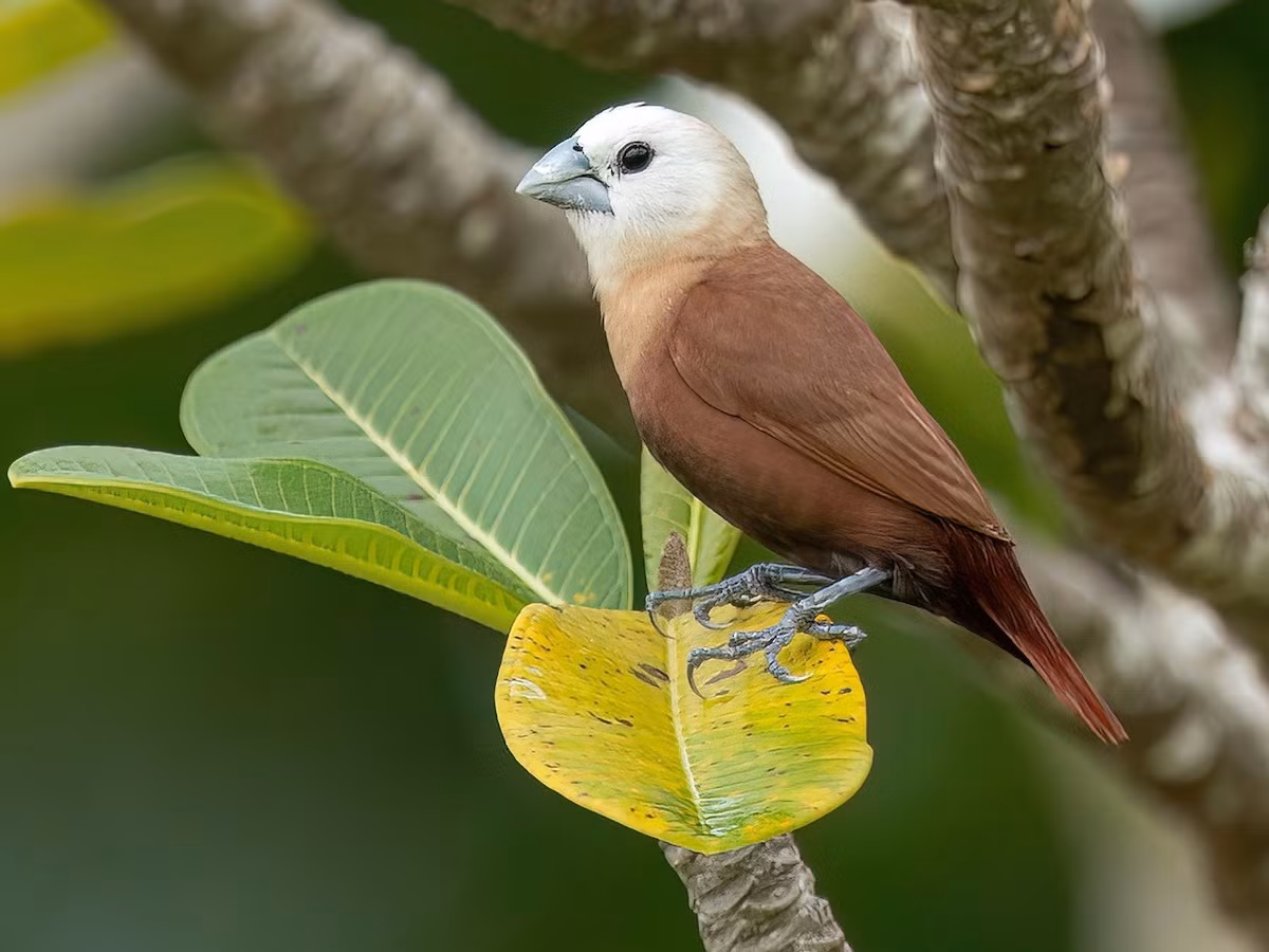 Di đầu trắng (Lonchura maja) dài 11-12 cm, là loài định cư không phổ biến đến hiếm tại Nam Trung Bộ và Nam Bộ. Ảnh: eBird.