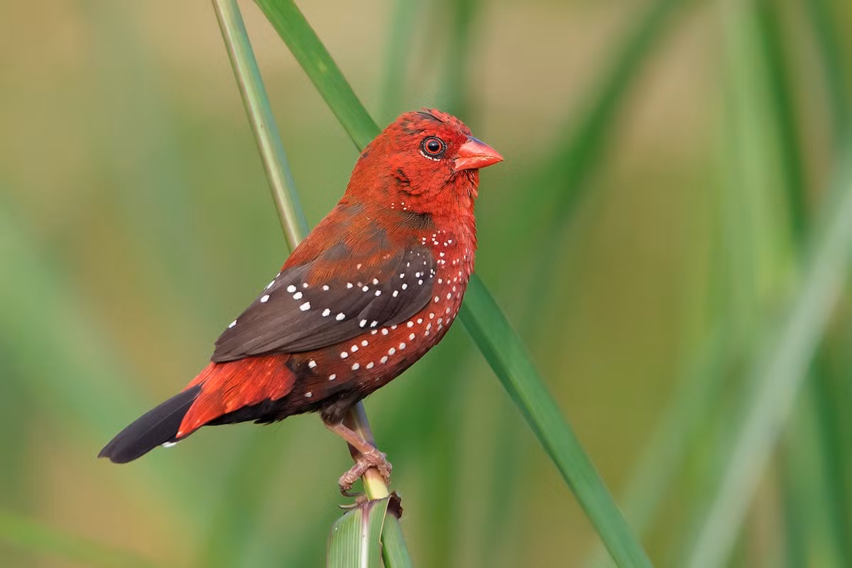 Mai hoa (Amandava amandava) dài 10 cm, là loài định cư không phổ biến tại Tây Bắc, Đông Bắc và Nam Bộ. Ảnh: eBird.