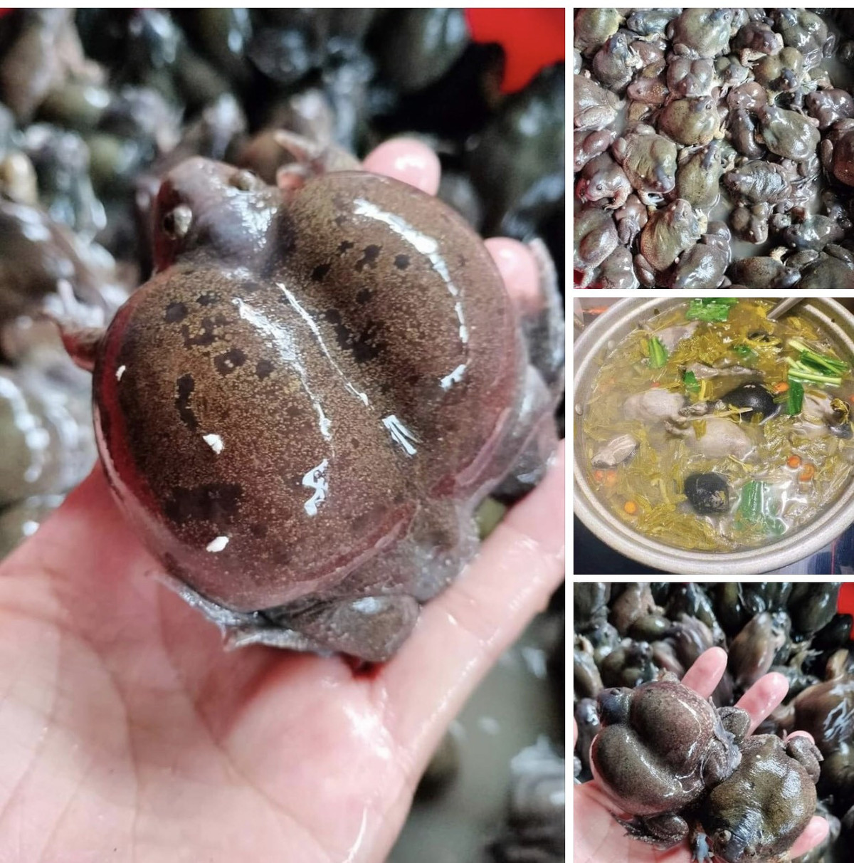 Ech on ky di, hiem co gay sot thi truong-Hinh-2