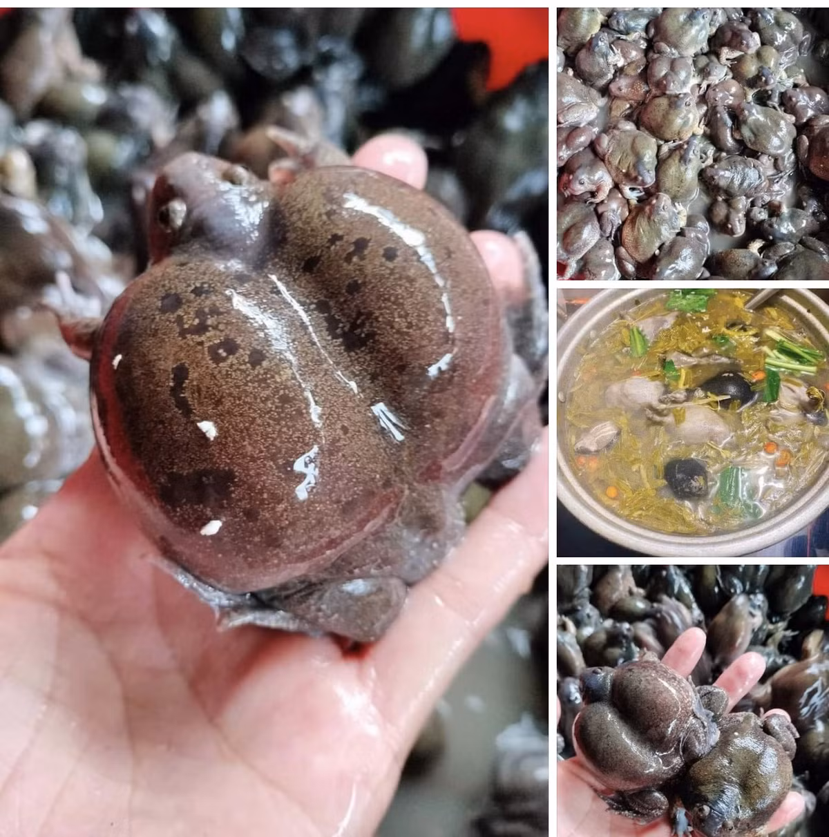 Ech on ky di, hiem co gay sot thi truong-Hinh-2