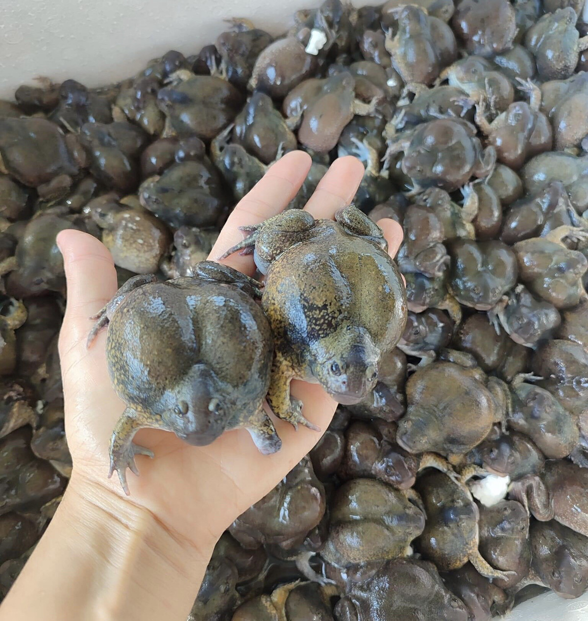 Ech on ky di, hiem co gay sot thi truong