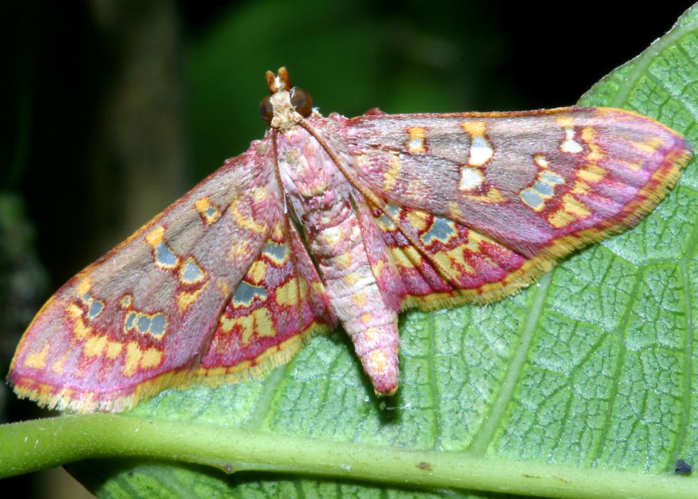 Loài bướm ngài rực rỡ có tên khoa học là Ischnurges gratiosalis. Ảnh: Richard-seaman.com.