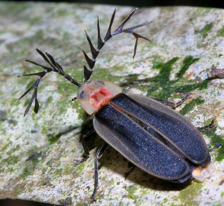 Chú đom đóm có cặp râu lạ mắt ở VQG Cúc Phương. Ảnh: Richard-seaman.com.