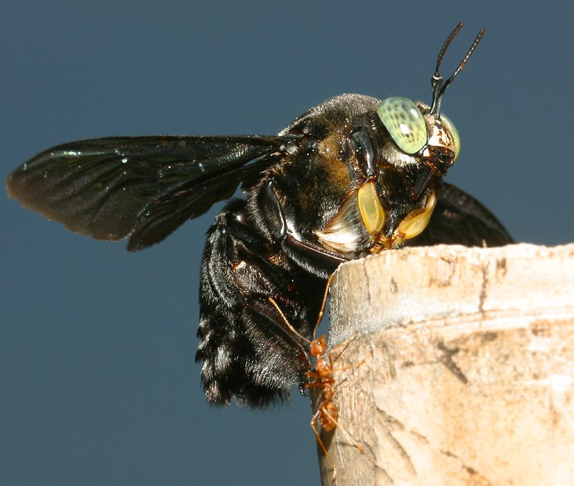 Một loài ong bầu được ghi nhận gần Nha Trang. Ảnh: Richard-seaman.com.