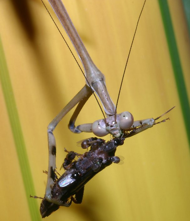 Bữa ăn thịnh soạn của một chú bọ ngựa. Ảnh: Richard-seaman.com.