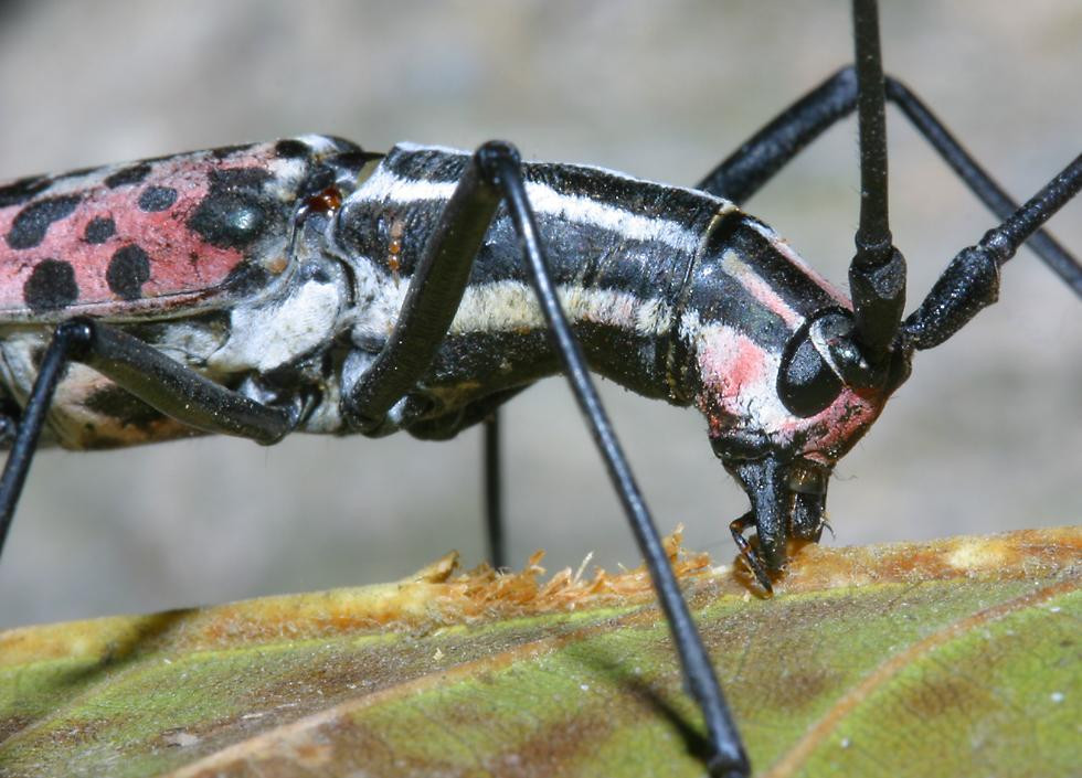 Loài xén tóc cổ dài có tên khoa học là Macrochenus isabellinus. Ảnh: Richard-seaman.com.