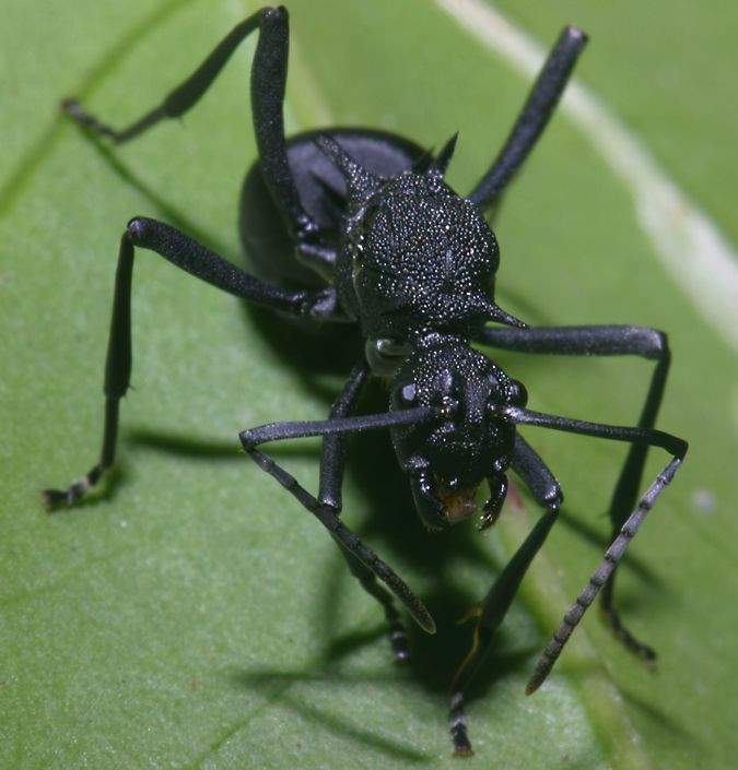 Con kiến ngoại cỡ với những chiếc gai nhọn hoắt trên cơ thể. Ảnh: Richard-seaman.com.