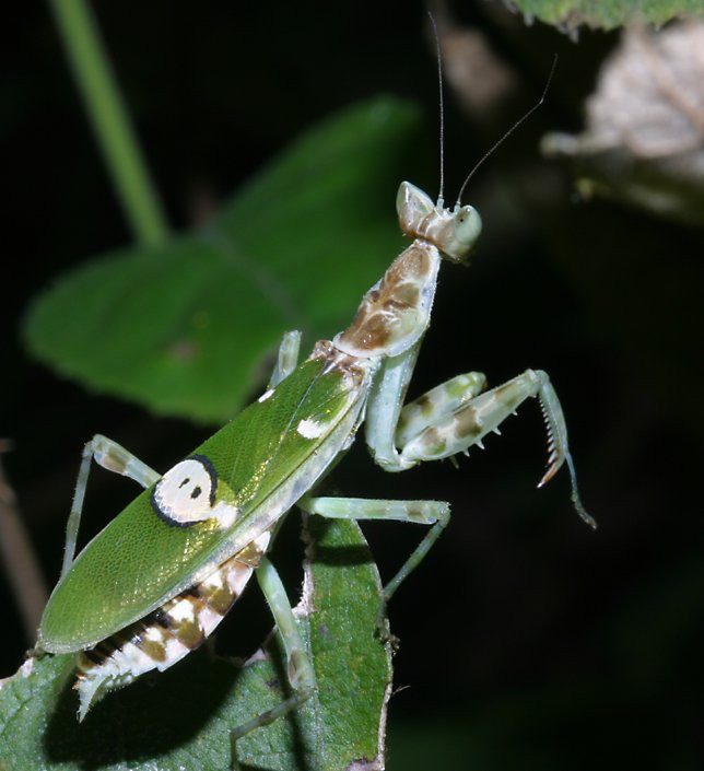 Chú bọ ngựa bắt mắt này thuộc loài bọ ngựa cánh xanh Trung bộ (Creobroter apicalis), được chụp ở VQG Cát Tiên. Ảnh: Richard-seaman.com.
