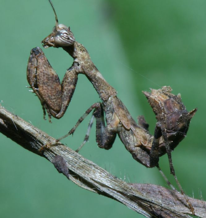 Bọ ngựa non có màu sắc giống với vỏ cây khô, một hình thức ngụy trang hiệu quả. Ảnh: Richard-seaman.com.