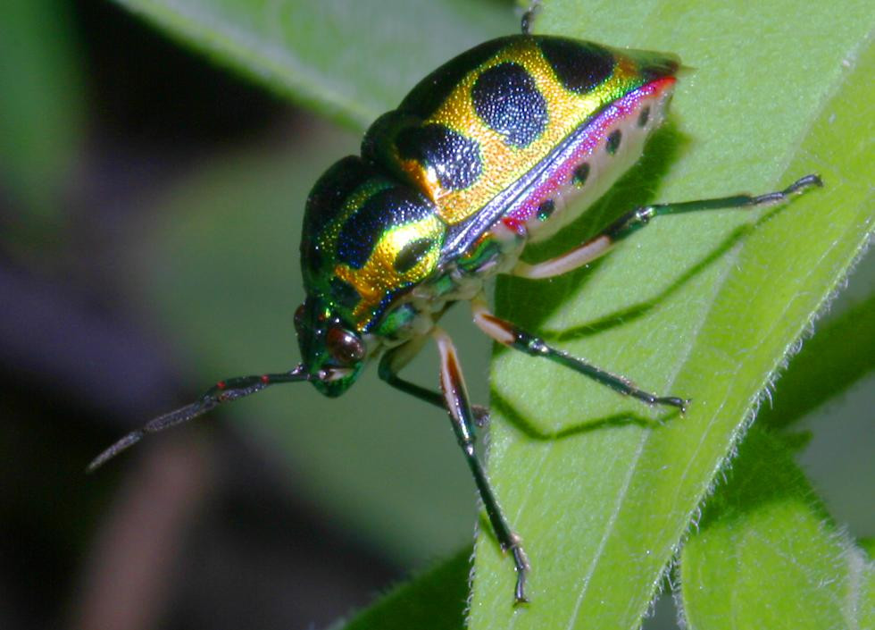  Loài bọ cánh cứng có tên khoa học là Calliphara nobilis, gần Nha Trang. Ảnh: Richard-seaman.com.