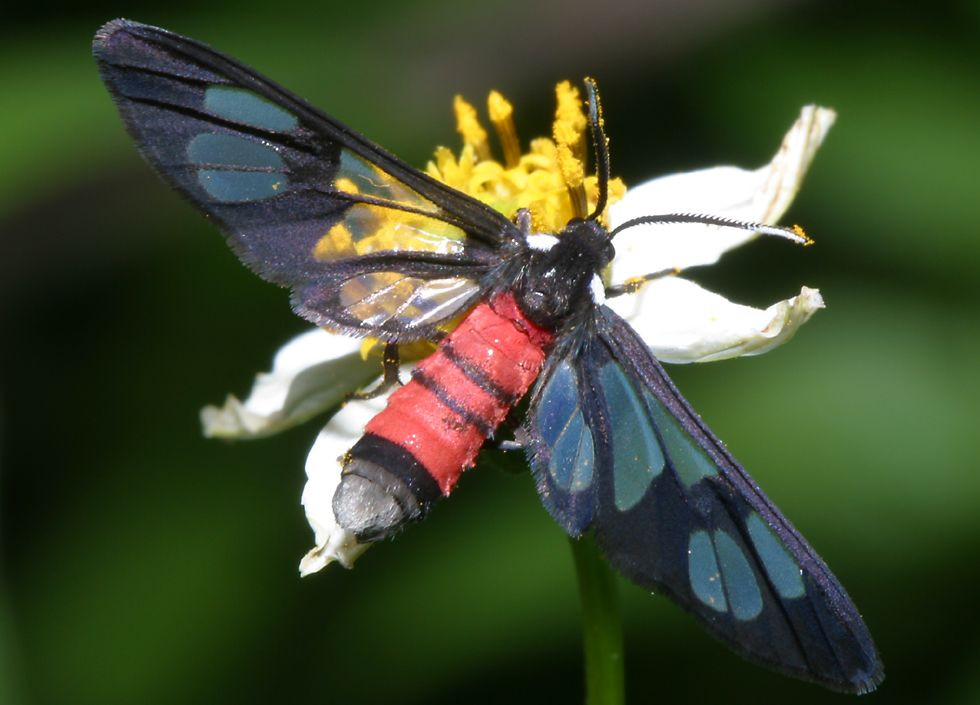 Loài ngài thuộc họ Arctiidae, khu vực chùa Hương, Hà Nội. Ảnh: Richard-seaman.com.
