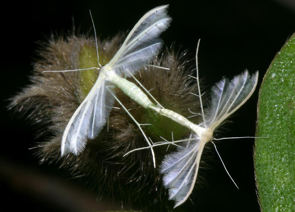 Cặp ngài thuộc họ Pterophoridae đang kết đôi. Ảnh: Richard-seaman.com.
