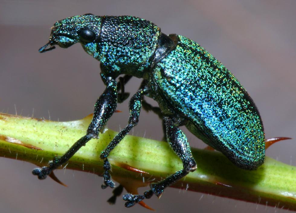 Chú mọt xanh biếc này được chụp ở VQG Cát Tiên. Ảnh: Richard-seaman.com.