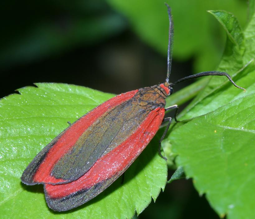 Màu sắc ấn tượng của loài ngài thuộc họ Zygaenidae. Ảnh: Richard-seaman.com.