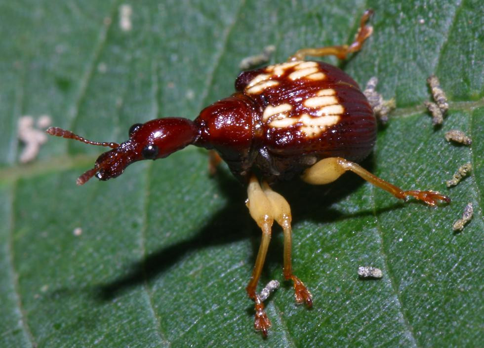 Một loài mọt thuộc họ Curculionidae. Ảnh: Richard-seaman.com.