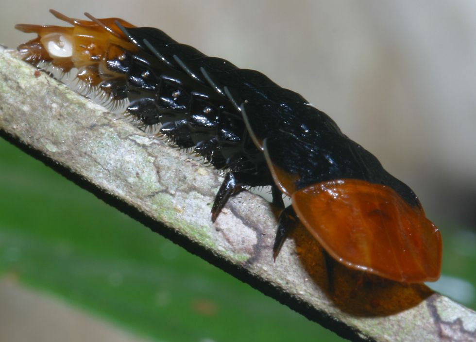 Ấu trùng có khả năng phát sáng của loài bọ cánh cứng thuộc chi Duliticola, VQG Cát Tiên. Ảnh: Richard-seaman.com.