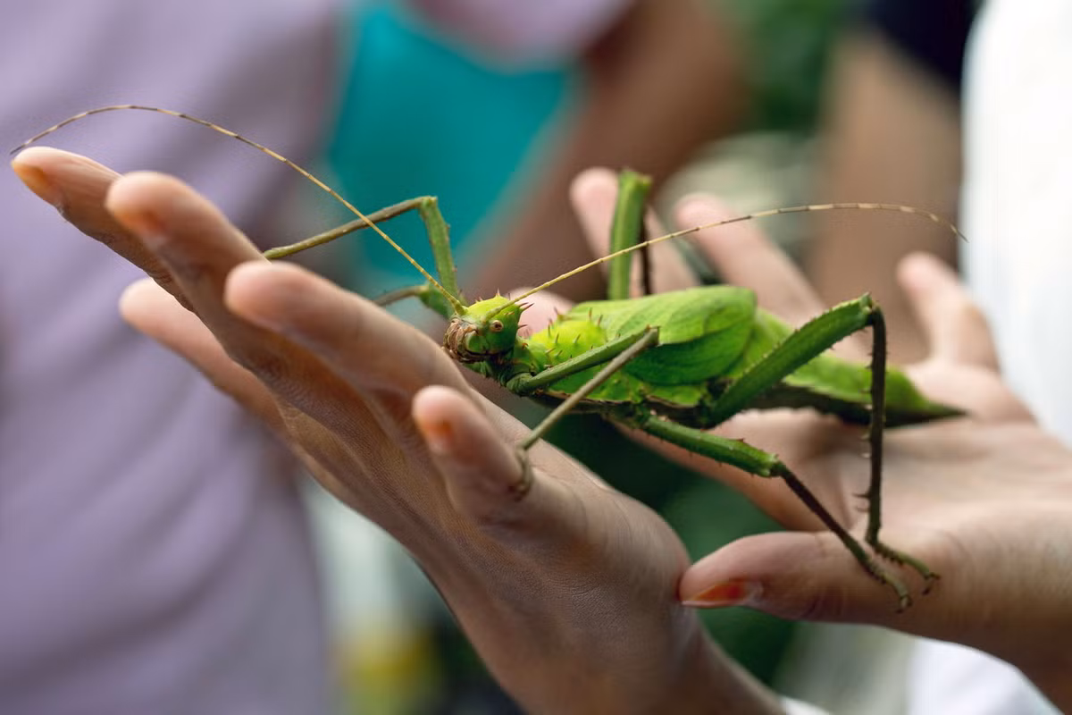 Vì kích thước lớn và diện mạo độc đáo, bọ que rừng Malaysia đã trở thành sinh vật cảnh được ưa chuộng ở các hộ gia đình và vườn thú ở nhiều quốc gia trên thế giới. Ảnh: Garnelio.fr.