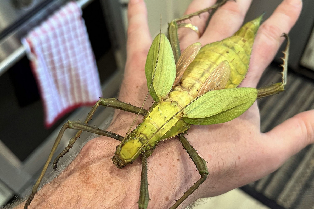 Bọ que rừng Malaysia cái có đôi cánh rất ngắn và không có khả năng bay, còn con đực có cánh dài bao phủ toàn bộ phần lưng và bay được bình thường. Ảnh: Reddit.